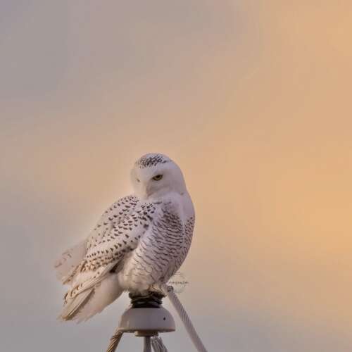 Snowy owl struck and killed in McHenry County after drawing crowds of photographers