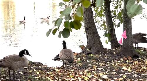 Two dozen geese sickened, killed by lead pellets in suburban parks